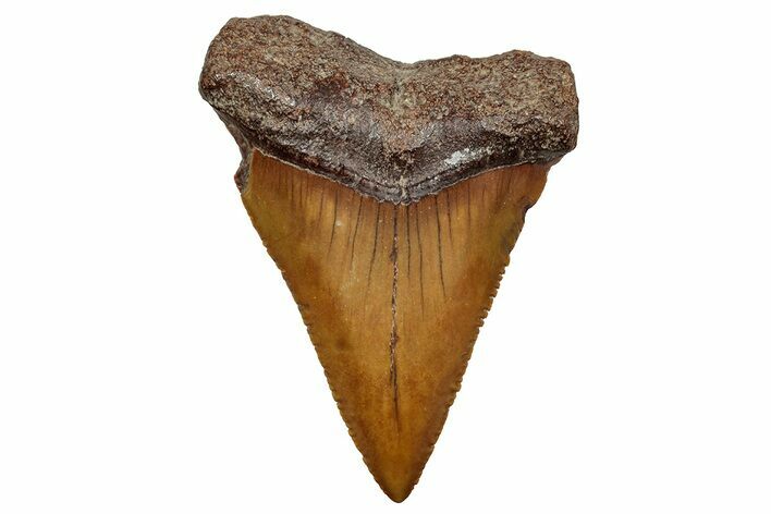 Fossil Great White Shark Tooth - North Carolina #243200